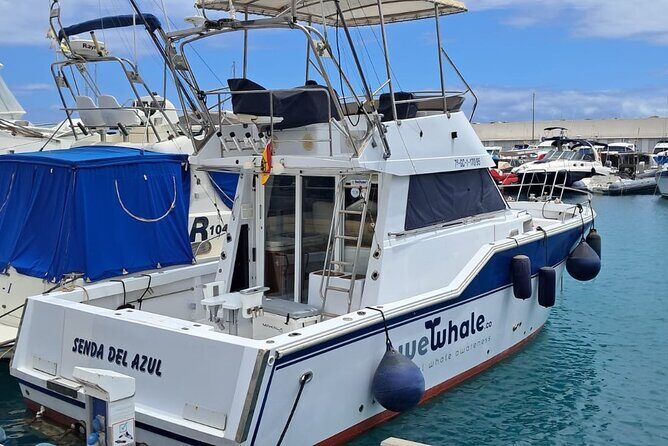 Gran Canaria Sunset Dolphin Watching Activity - Value and Practical Considerations