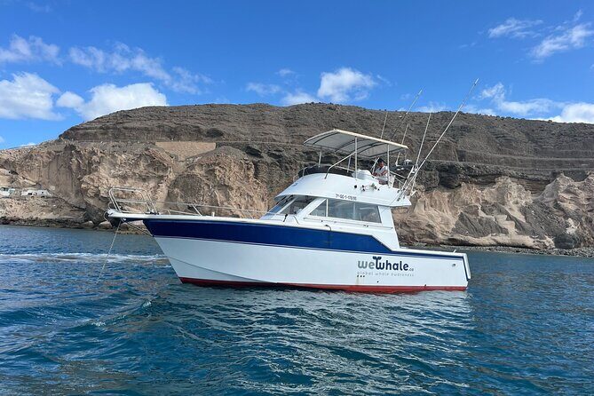 Gran Canaria Sunset Dolphin Watching Activity - Authentic Encounters and Eco-Conscious Travel