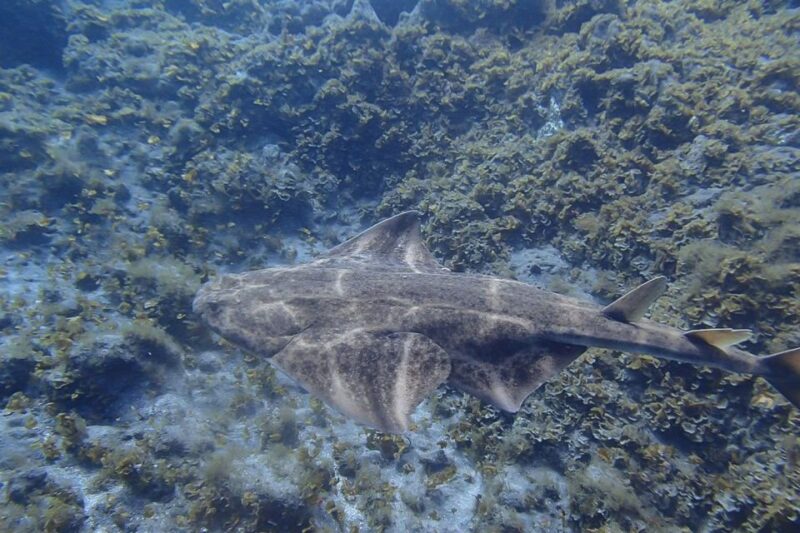Gran Canaria:Live an Adventure and Learn to Dive With Expert - Discover the Wonders of Marine Life