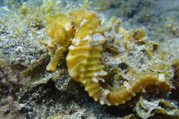 Gran Canaria:Live an Adventure and Learn to Dive With Expert - Frequently Asked Questions