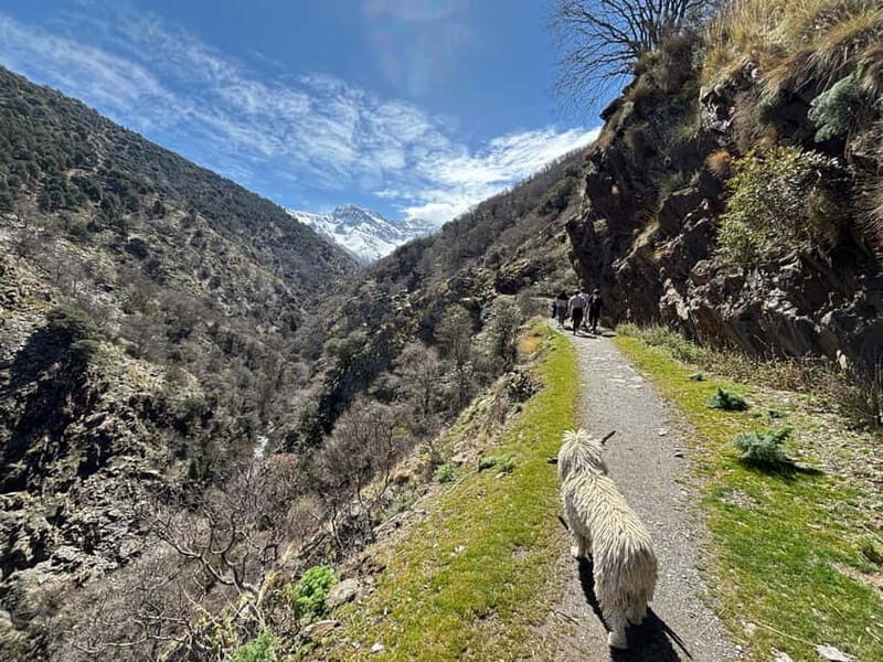Granada: High Sierra Nevada Hiking Tour to 3000 Meters - Key Points