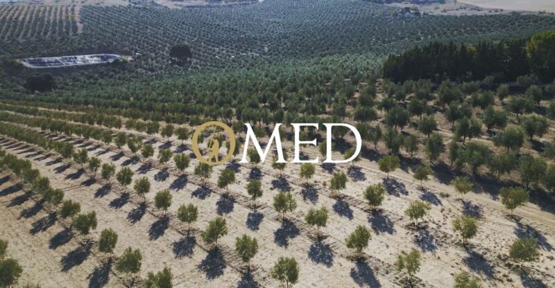 Granada in Evoo: Become a Real Olive Harvester for a Day - Pricing and Logistics