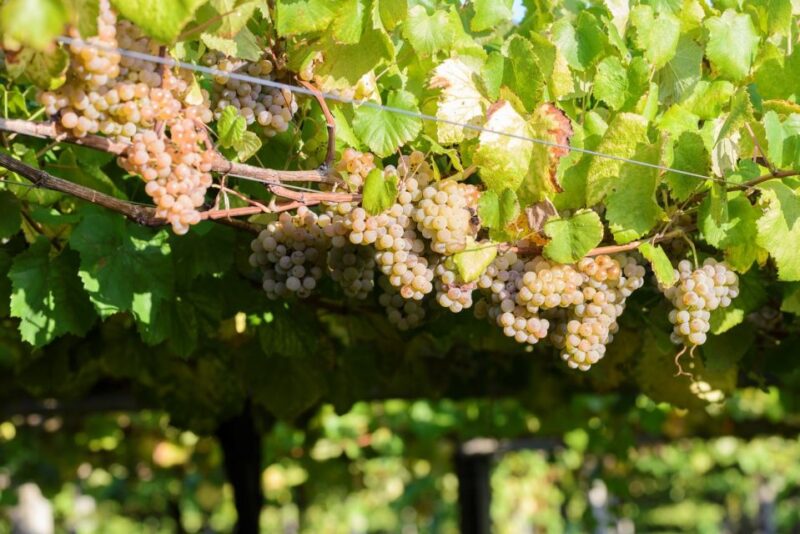 Granbazán Winery: Guided Tour and Wine Tasting - Additional Information