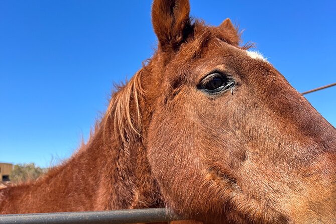 Grand Canyon ATV Tour + Horseback Riding Tour - ATV Ride at the Grand Canyon
