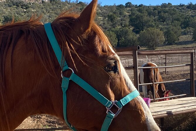 Grand Canyon ATV Tour + Horseback Riding Tour - Why Choose This Tour?