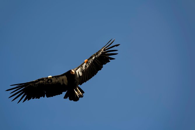 Grand Canyon Deluxe Day Trip From Sedona - Customer Reviews