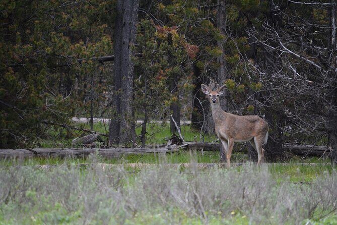 Grand Canyon of Yellowstone Hiking Adventure Full Day with Lunch - Why Choose This Tour?