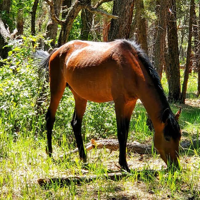 Grand Canyon South Rim Sunset Tour wth Dinner included - Who Is This Tour Best For?