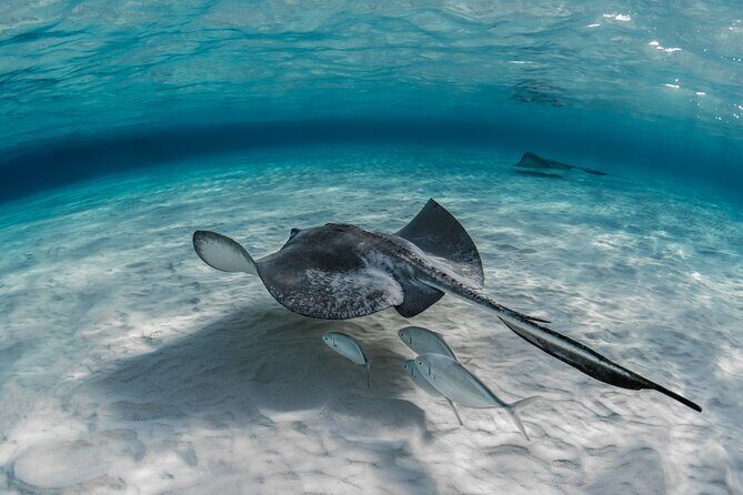 Grand Cayman Coral Reefs and Stingray City Combo Tour - The Sum Up