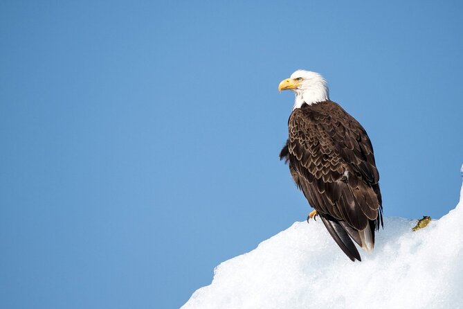 Grand Teton and Its Wildlife: Private Guided Tour - Inclusions