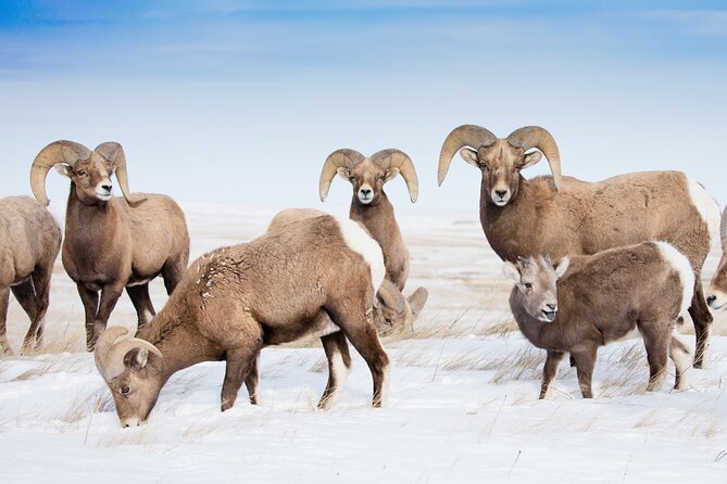 Grand Teton and Native American Petroglyph Tour - Tour Inclusions