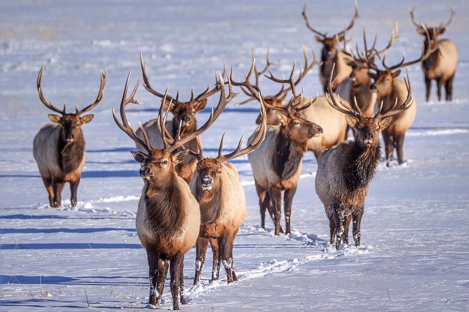 Grand Teton and Native American Petroglyph Tour - Age Restrictions