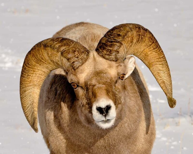 Grand Teton National Park: 8-Hour Willdlife & Snowshoe Tour - Lunch and Rest at a Local Resort