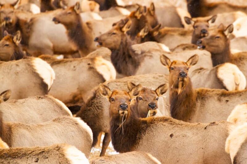 Grand Teton National Park: 8-Hour Willdlife & Snowshoe Tour - Who Will Love This Tour?