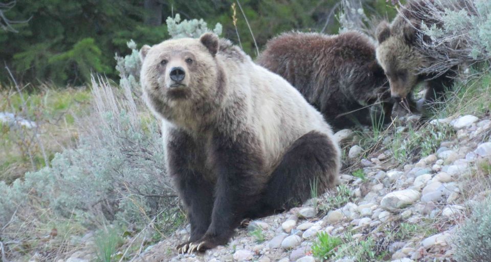 Grand Teton National Park: Full-Day Tour With Boat Ride - Wildlife Sightings