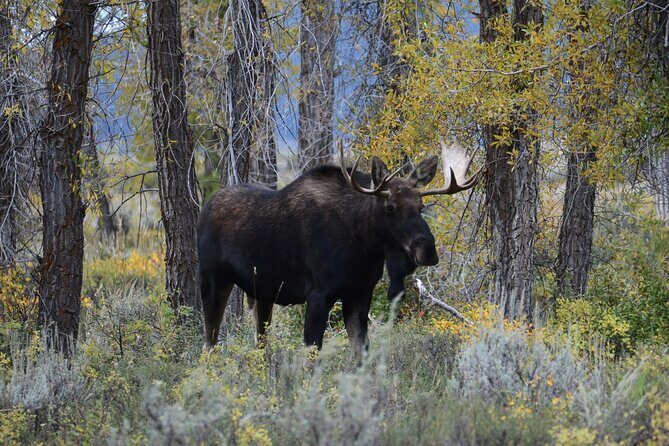 Grand Teton National Park Private Sunrise Tour - Final Thoughts: Who’s This Tour For?