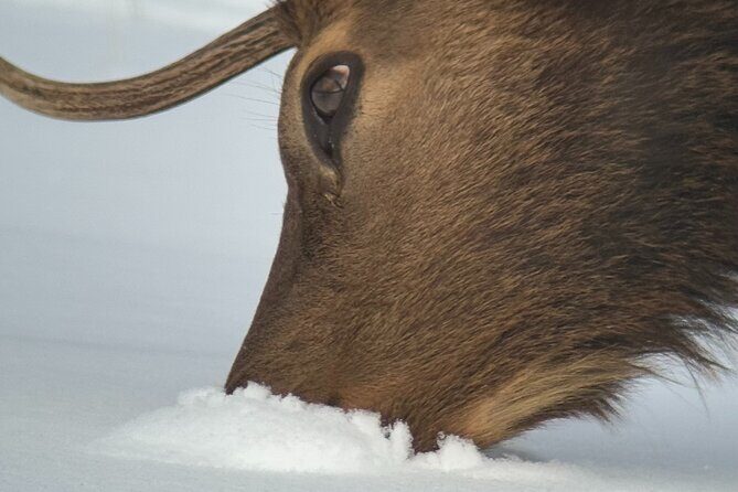 Grand Teton National Park Private Wildlife Safari - Full Day - Final Thoughts