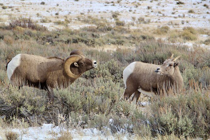 Grand Teton National Park Private Wildlife Safari - Full Day - FAQ