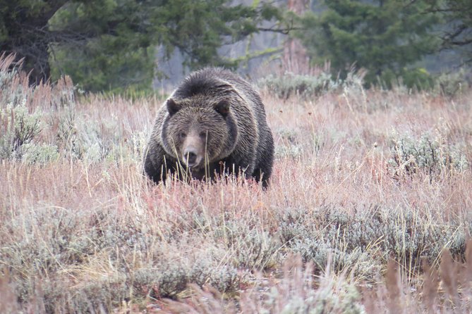Grand Teton National Park - Sunset Guided Tour From Jackson Hole - Pricing and Booking Details
