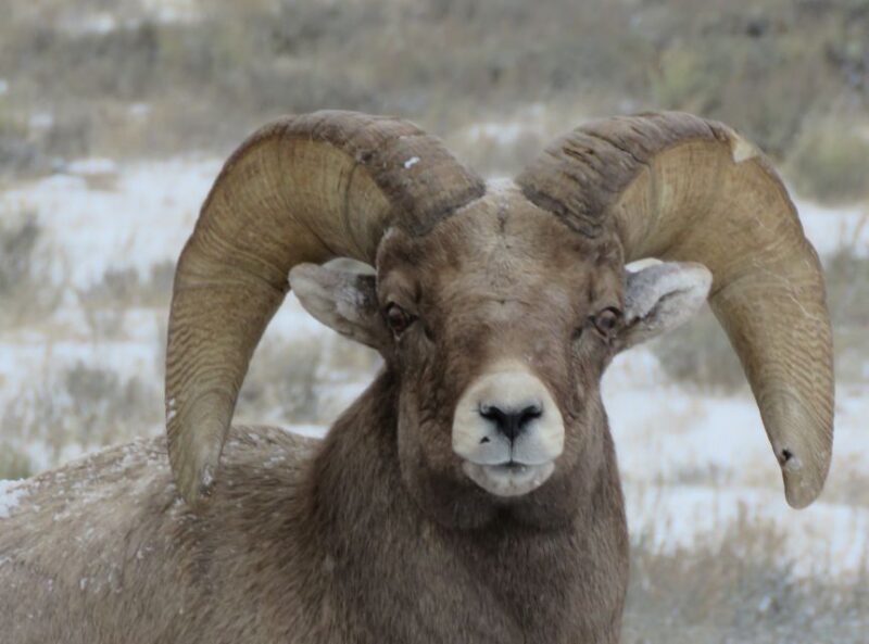 Grand Teton National Park: Wildlife Tour and Sleigh Ride - A Closer Look at the Tour Experience