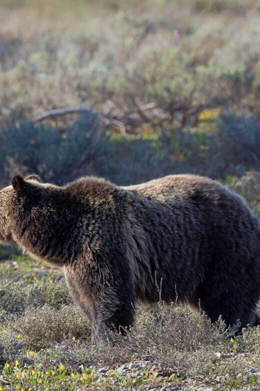 Grand Teton: Private Guided Tour (Sunset) - Key Points