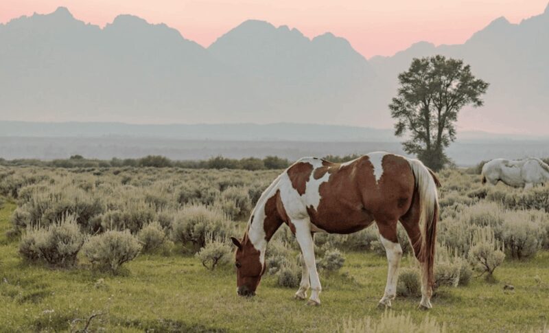 Grand Teton: Private Guided Tour (Sunset) - FAQs