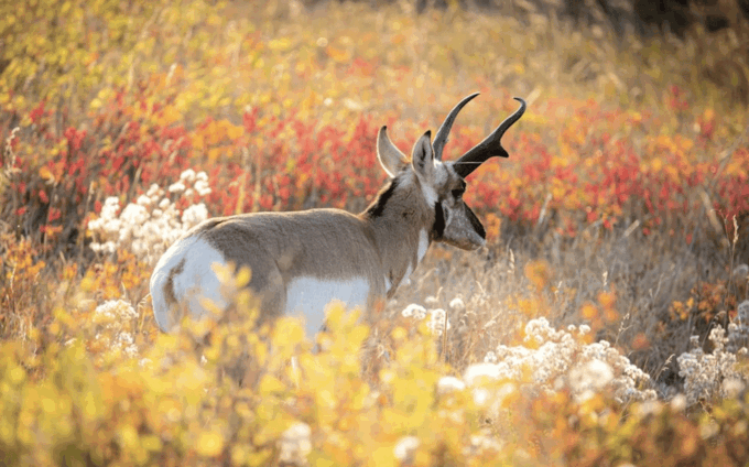 Grand Teton: Private Guided Tour - Restrictions and Considerations