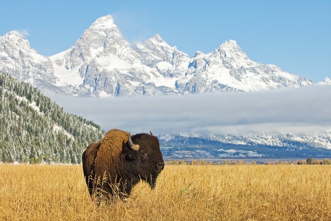 Grand Teton Self-Guided Driving Audio Tour - Pricing and Booking Options