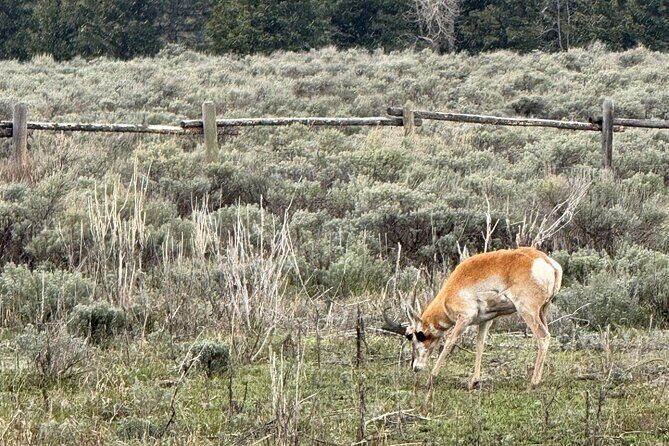 Grand Teton Sunrise Scenic Tour - Key Points