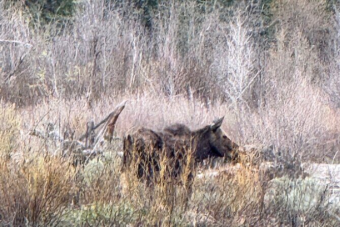 Grand Teton Sunrise Scenic Tour - Frequently Asked Questions
