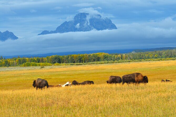 Grand Teton Sunset Tour with Wildlife Viewing and Snacks - A Detailed Look at the Tour Experience