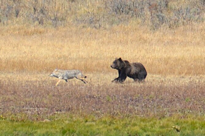 Grand Teton Sunset Tour with Wildlife Viewing and Snacks - The Sum Up