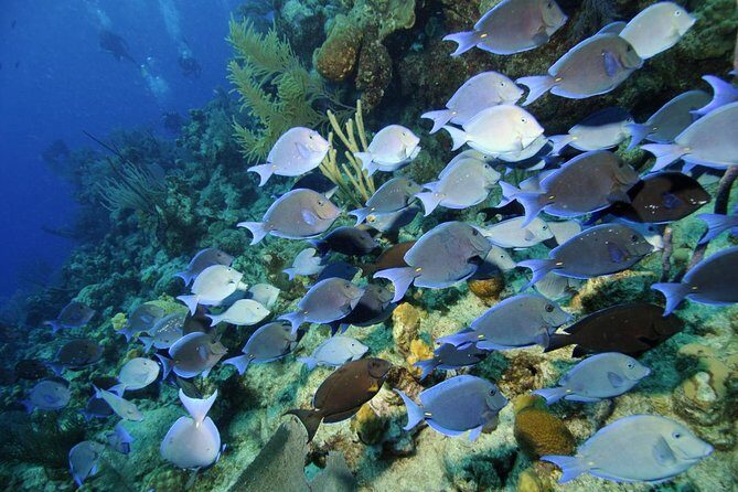Grand Turk - Amazing Wall Snorkeling Tour - Who Will Love This Tour?