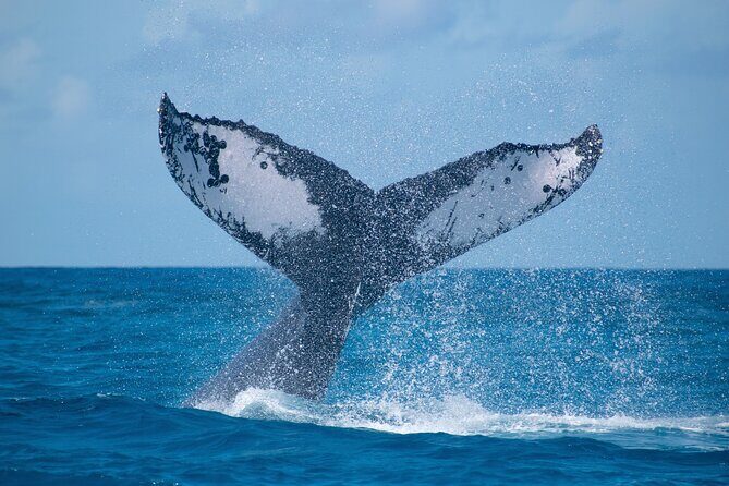 Grand Turk: Whale Watching - Key Points