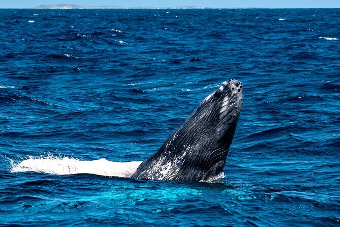 Grand Turk: Whale Watching - An In-Depth Look at the Whale Watching Tour