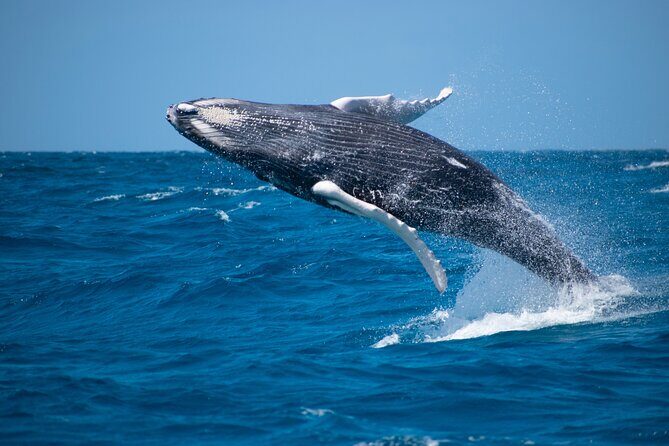 Grand Turk: Whale Watching - Final Thoughts: Is It Worth It?