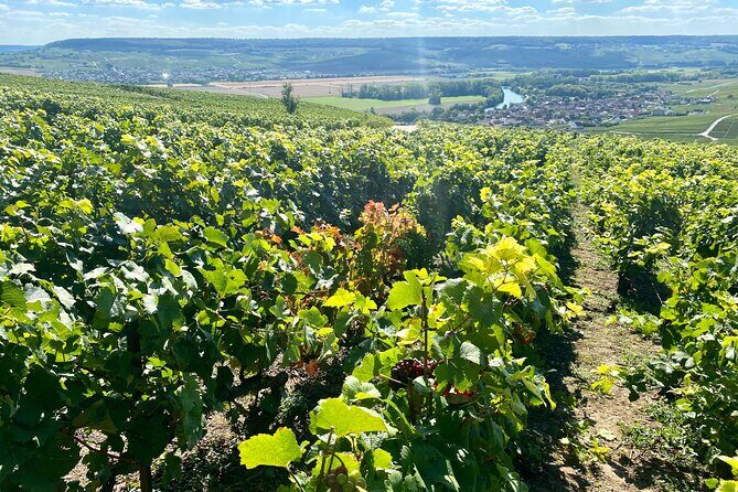 GRAND VINTAGE Moet et Chandon Veuve Clicquot Cellars & Tastings - Final Thoughts