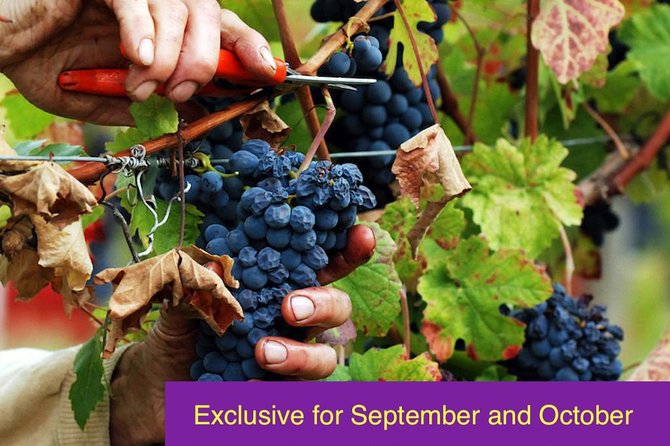 Grape Stomping and Harvest Experience: Wine & Tasting Tour Rome - Key Points