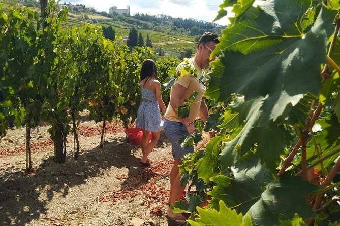 Grape Stomping and Wine Tasting in Tuscany - Meeting and Transportation
