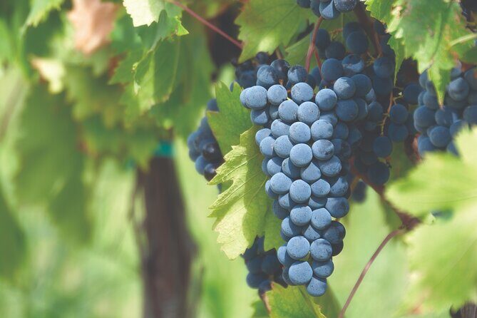 Grape Stomping Experience and Wine Tasting - Authenticity and Value