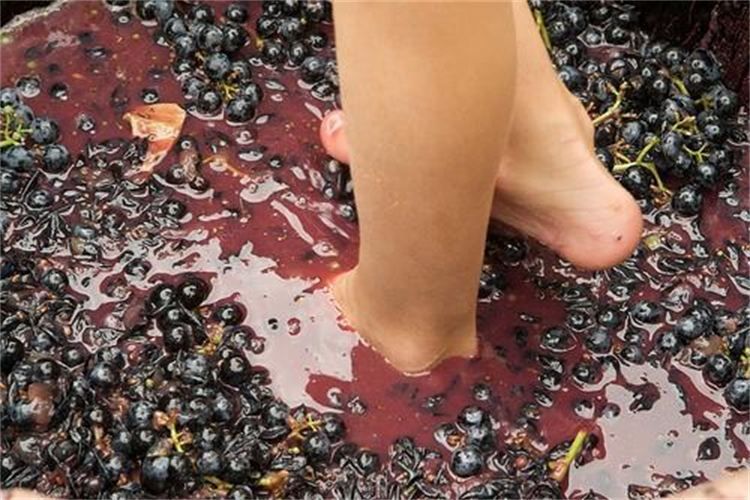 Grape Stomping in Provence - Key Points