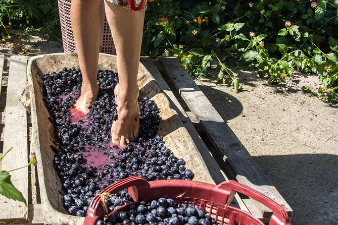 Grape Stomping in Tuscan Farmhouse From Florence - Good To Know
