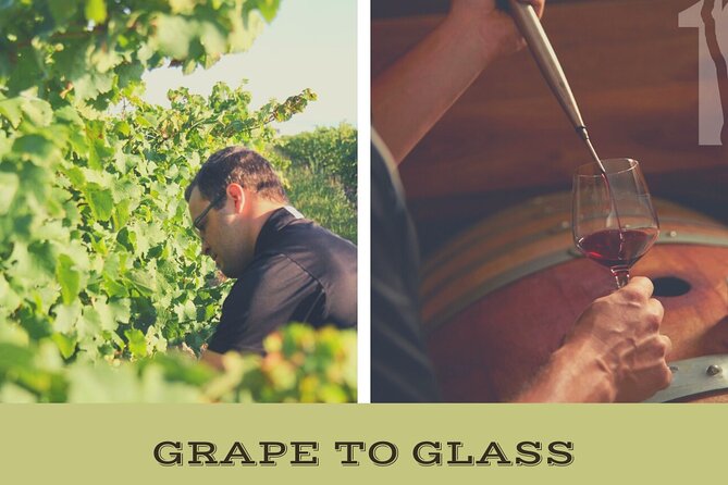 Grape to Glass Wine Experience - Good To Know