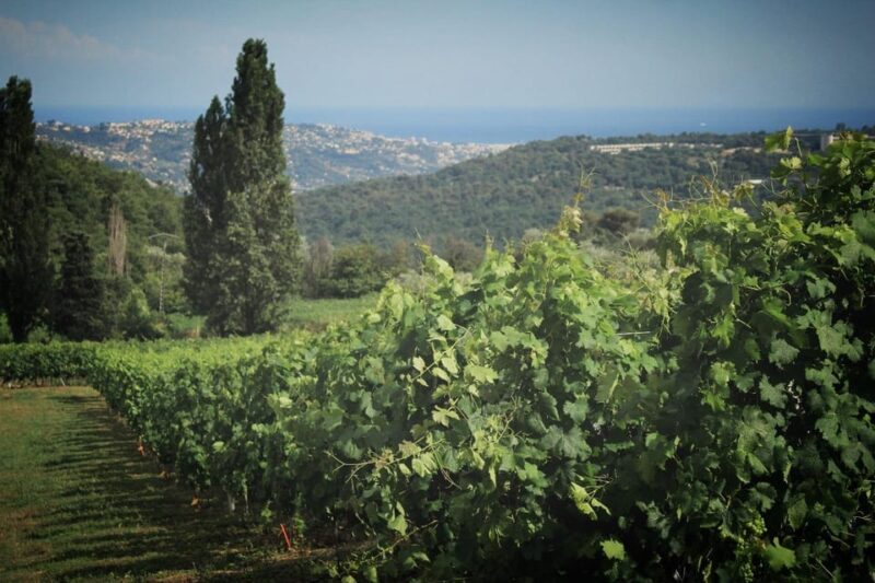 Grasse, Gourdon and Local Wine Tasting - Savoring the Bellet Wine Tasting