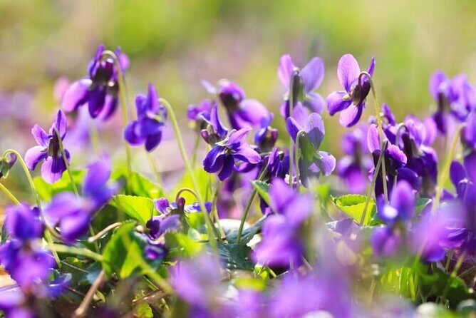 Grasse, Gourdon, Tourrettes sur Loup, Saint Paul de Vence - Key Points