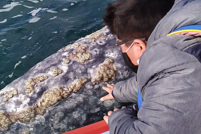 Gray Whale Sighting in López Mateos - An In-Depth Look at the Gray Whale Sighting Tour in López Mateos