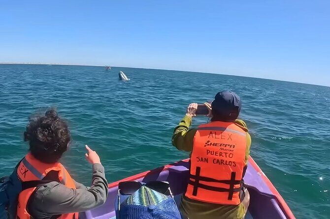 Gray Whale Tour Private Group from La Paz Limited to 8 - An In-Depth Look at the Gray Whale Tour Experience