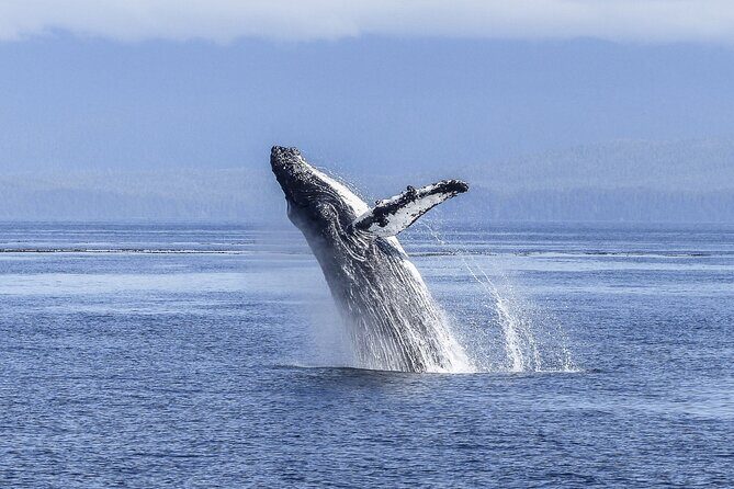 Gray Whale Tour Private Group from La Paz Limited to 8 - The Sum Up
