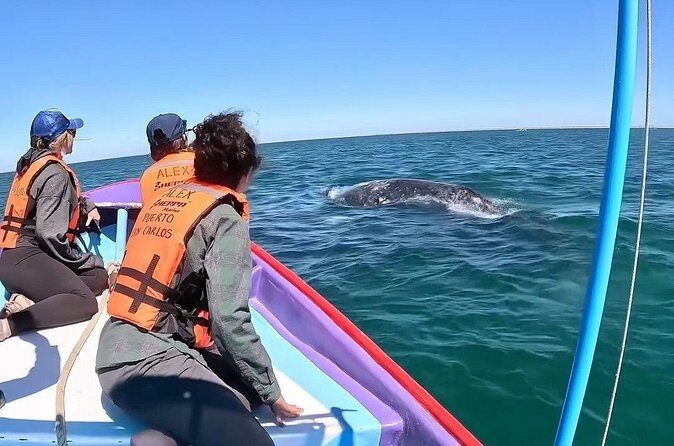 Gray Whale Tour Private Group from La Paz Limited to 8 - FAQs