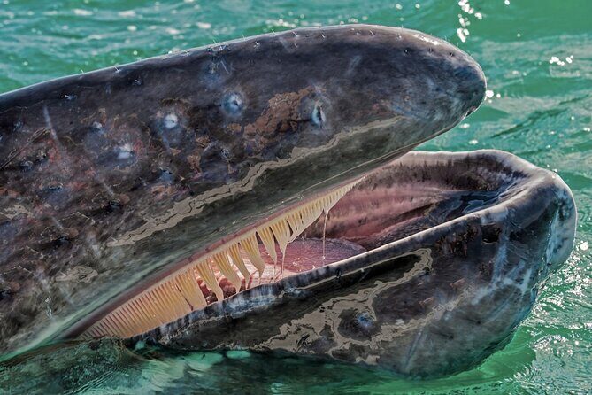 Gray Whale Watching Expedition at Magdalena Bay - An In-Depth Look at the Experience